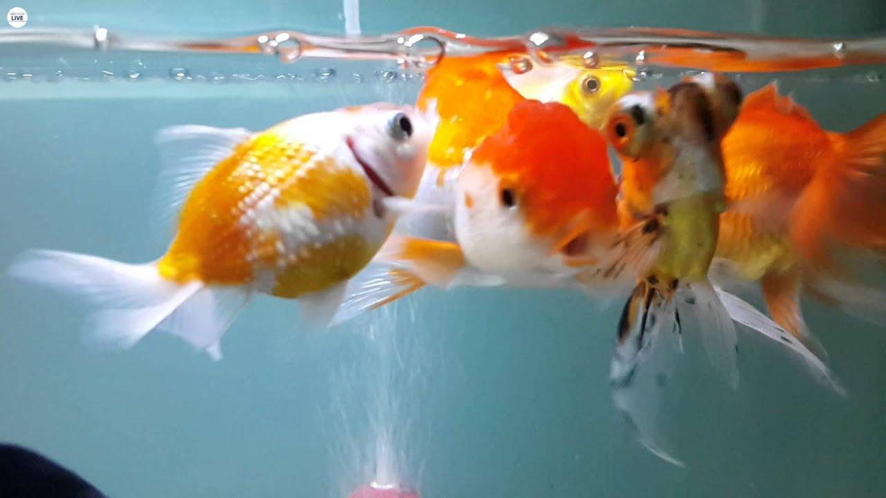 Cá ba đuôi thuộc loại cá ăn tạp