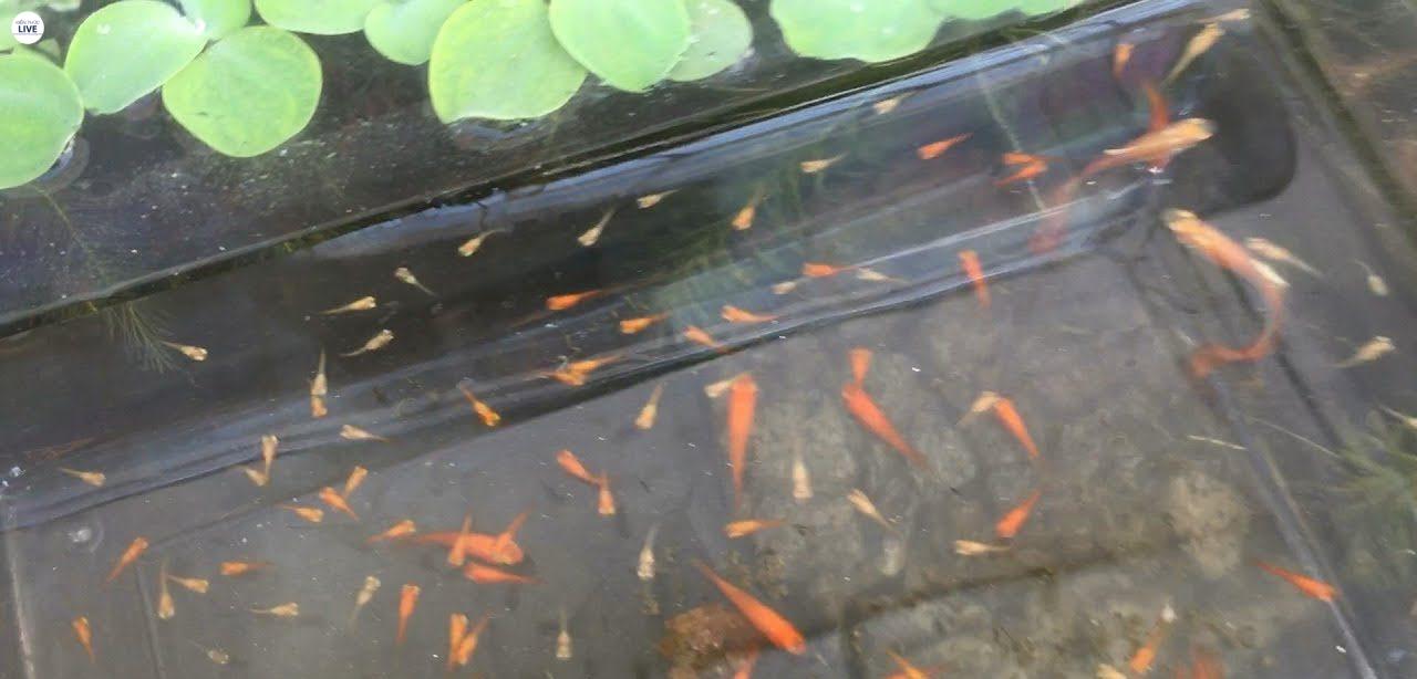 Nuôi cá cảnh là một thú vui thú vị vô cùng