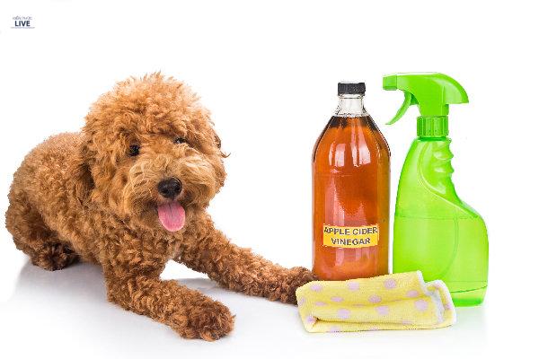 Mẹo hay giúp điều trị ve chó dễ dàng và nhanh chóng