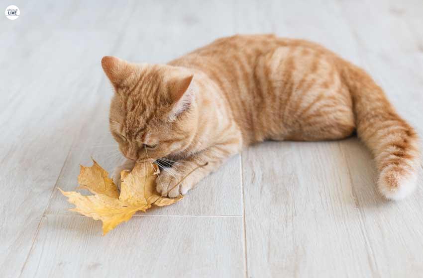Giá cả của mèo Vàng khá mềm so với những loài mèo Tây khác