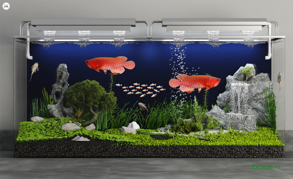 Hồ kính phải có kích thước lớn, tối thiểu khoảng 120 x 60 x 60 cm