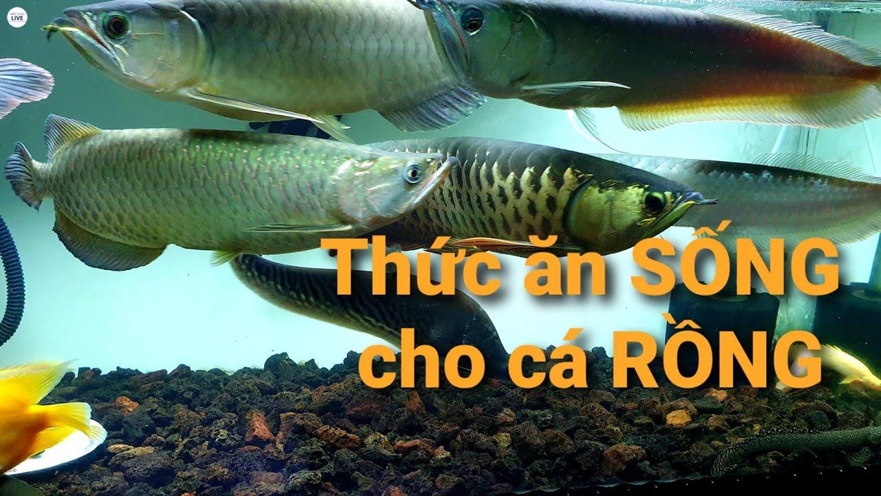 Cá rồng là loài cá ăn thịt, thức ăn của chúng là các loại sinh vật nhỏ