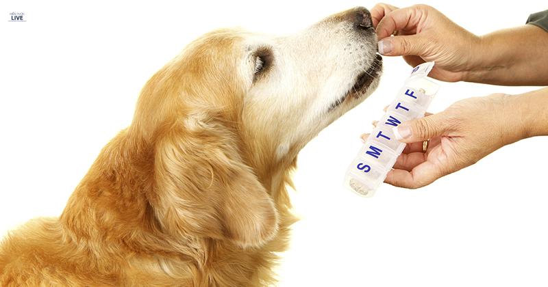 Một số loại thuốc tẩy giun cho chó tốt nhất hiện nay