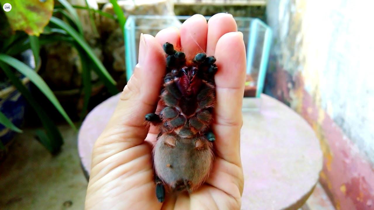 cách cầm nhện an toàn