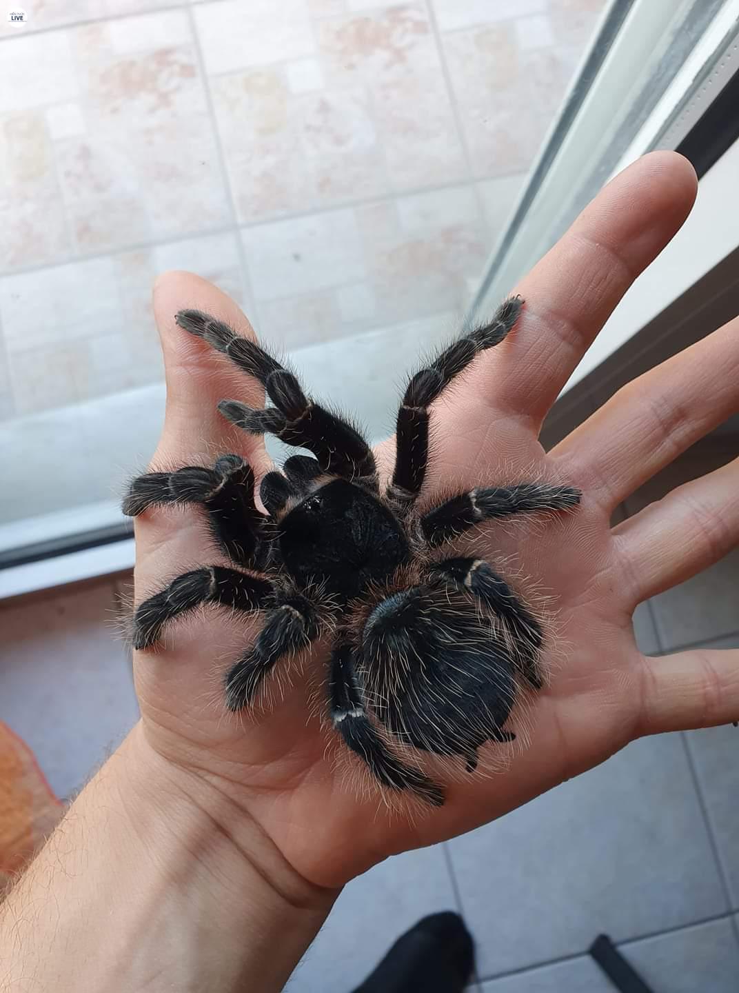  Loại nhện Tarantula