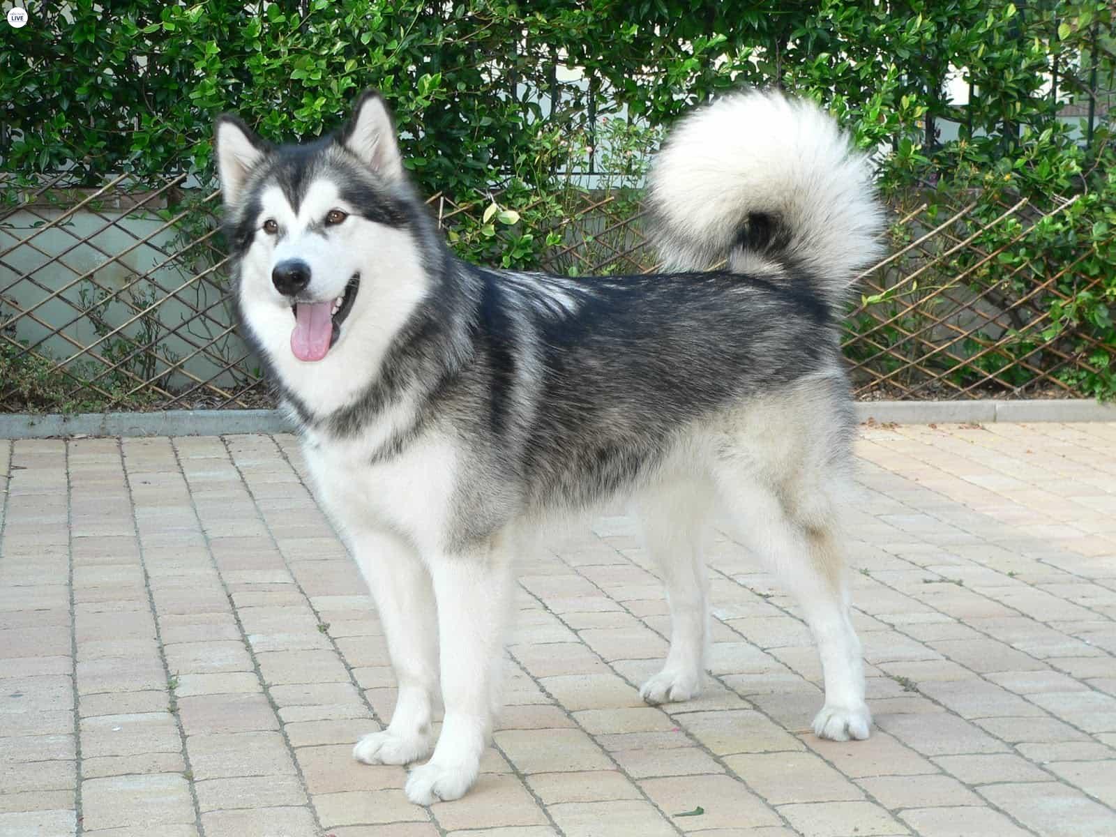 Alaska rất thông minh
