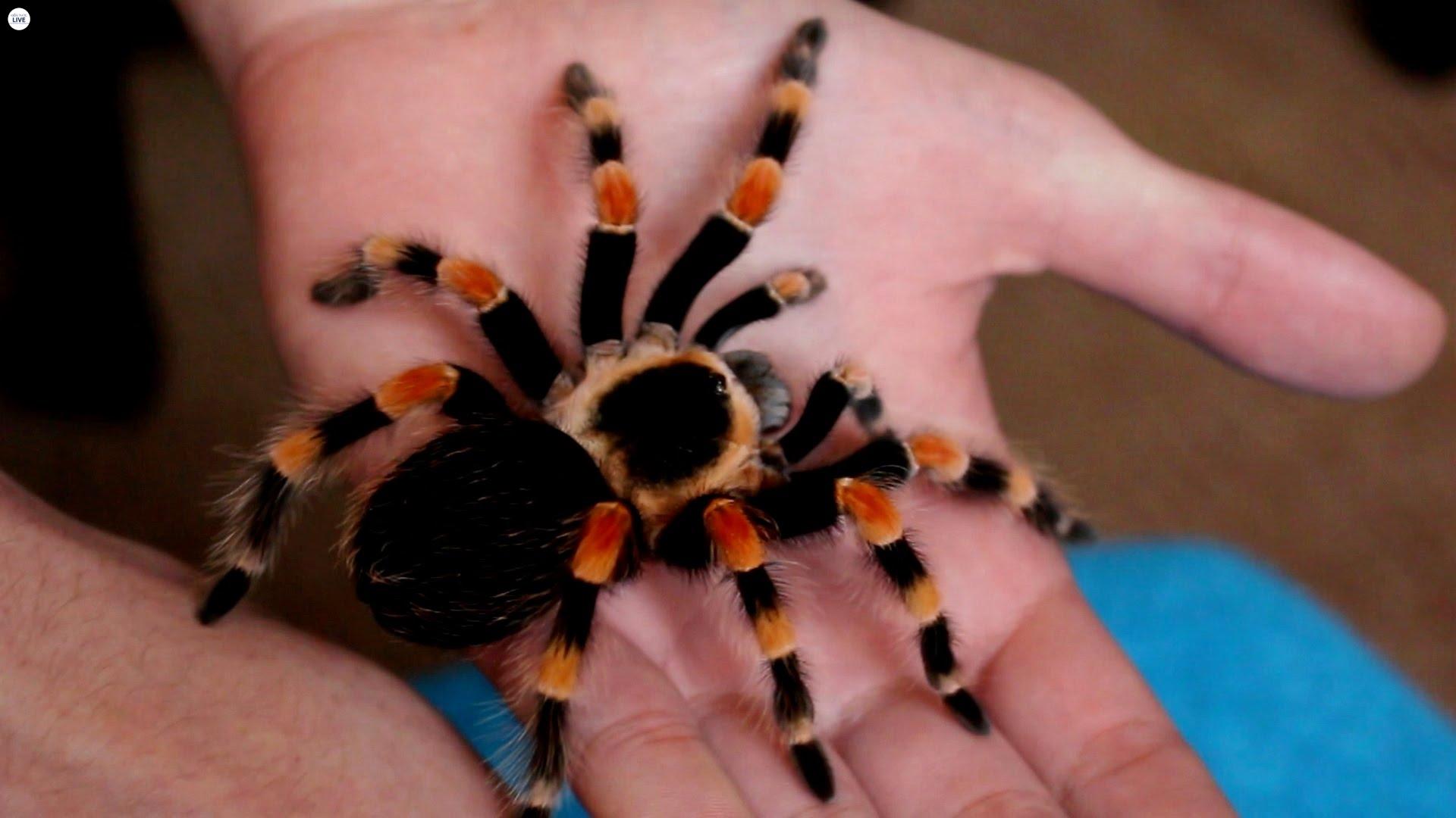 Giống nhện Mexico Red Knee