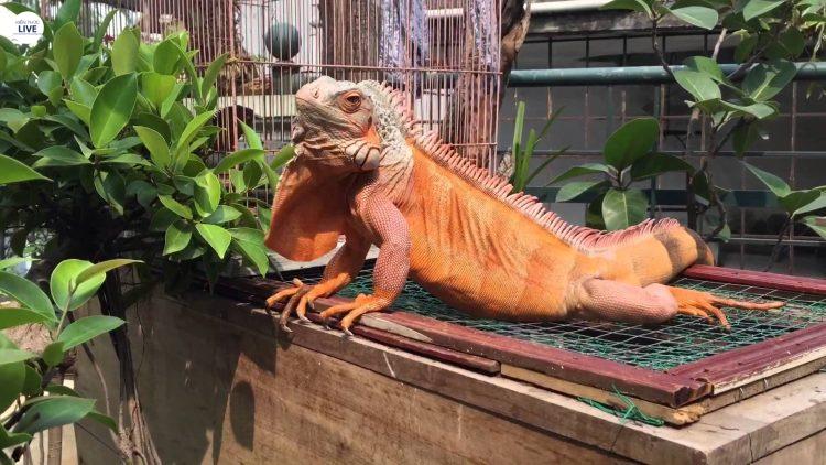 Rồng nam mỹ - Iguana thú vui mới độc lạ của giới trẻ hiện nay