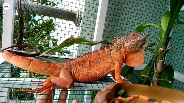 Rồng nam mỹ có bền ngoài k mấy ưa nhìn