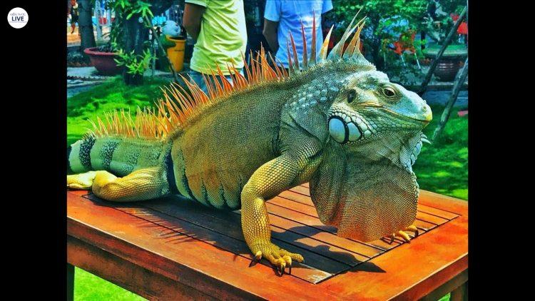 Chúng đang ngày càng được nuôi nhiều