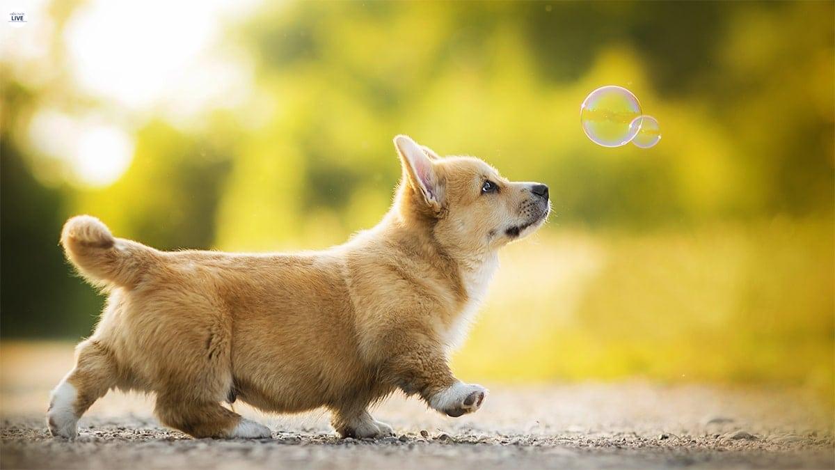 Corgi có chiều cao khiêm tốn