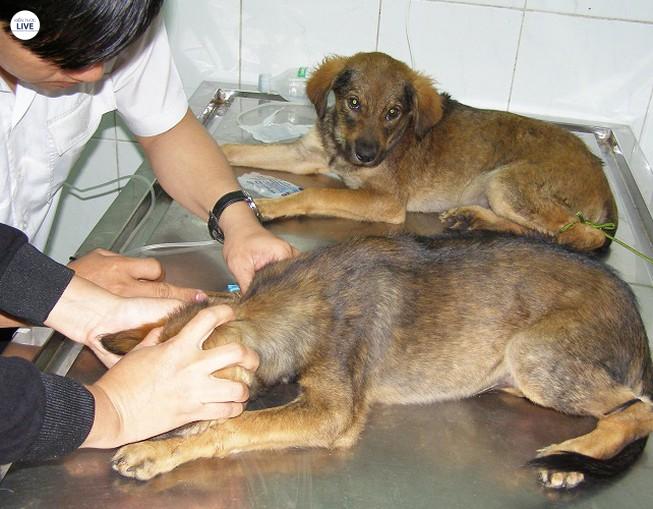 Mô hình nhân giống nuôi cho cảnh được nhiều doanh nghiệp ủng hộ 