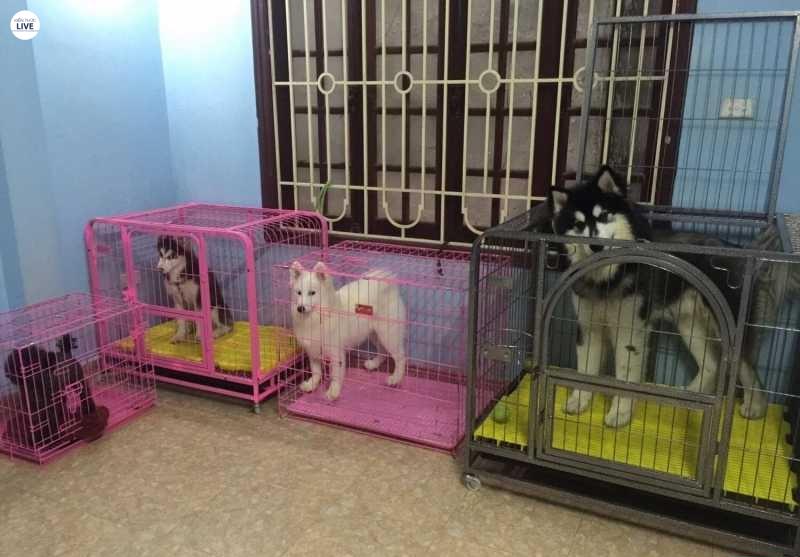 Mô hình nuôi chó cảnh mang lại hiệu quả