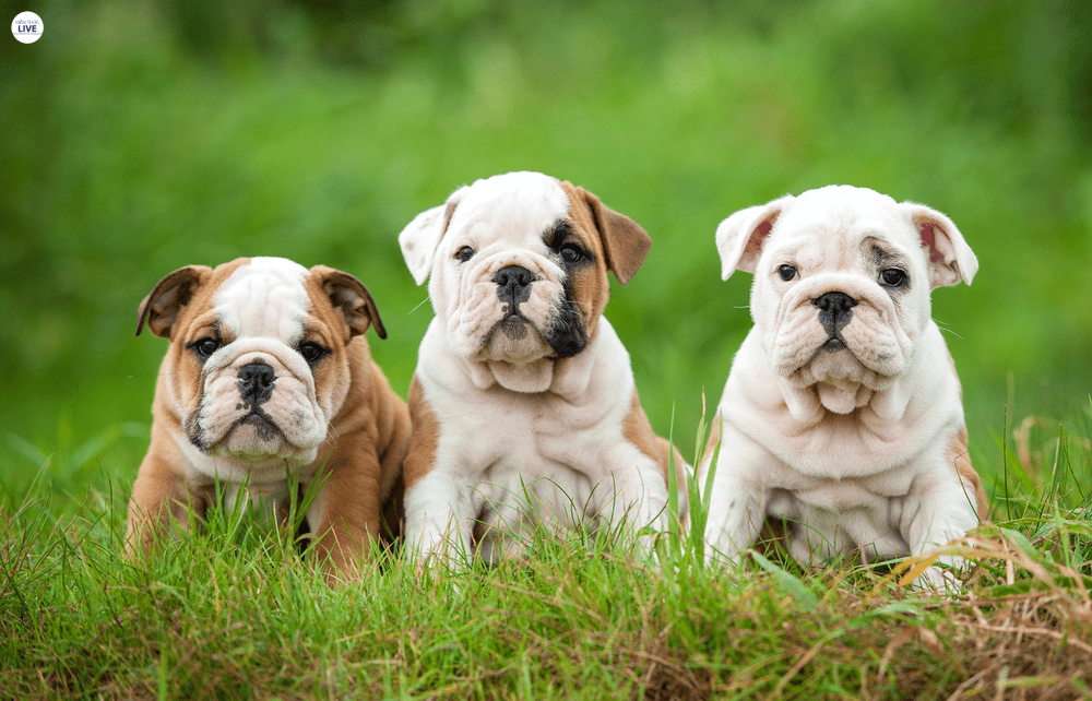 Chó Bull Pháp khá lười vận động