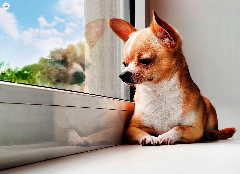 Giống chó này rất dễ chăm sóc
