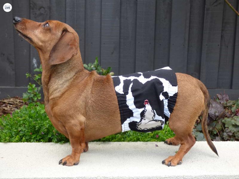 Chó Dachshund có dáng thon dài