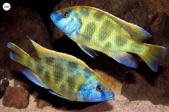 Cá Ali Venustus – Venustus Cichlid