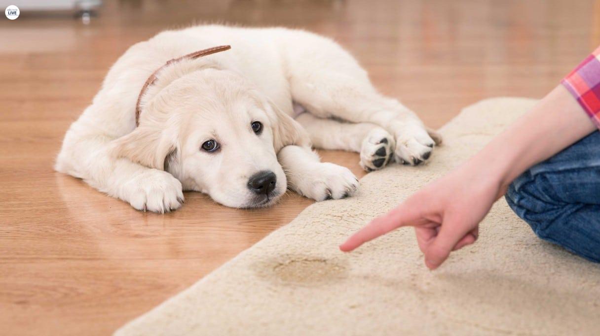 Tại sao chó bị viêm dạ dày ruột?