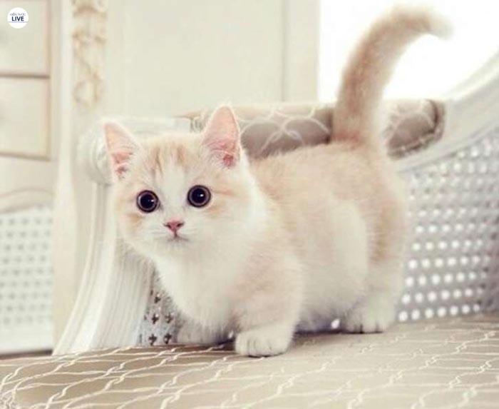 Mèo Munchkin hay còn gọi là mèo xúc xích