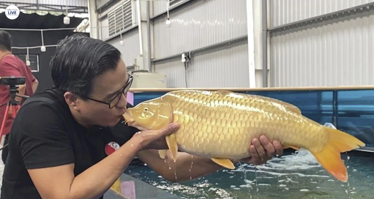Nguồn gốc của cá Koi